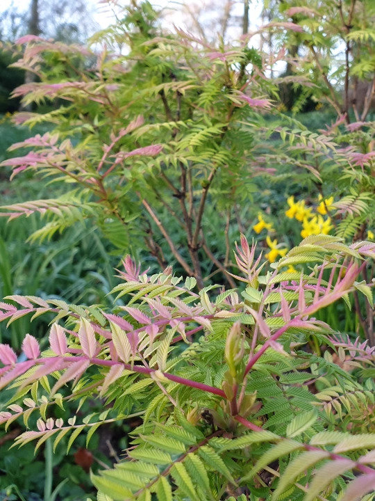 Sorbaria sorbifolia 'Sem'