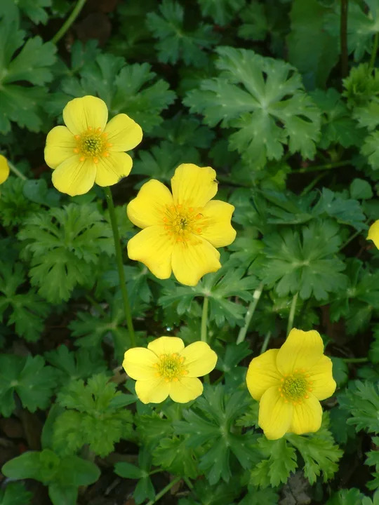 Trollius pumilus