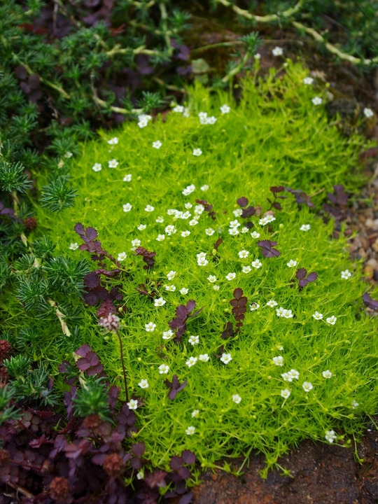 Sagina subulata var. glabrata 'Aurea'