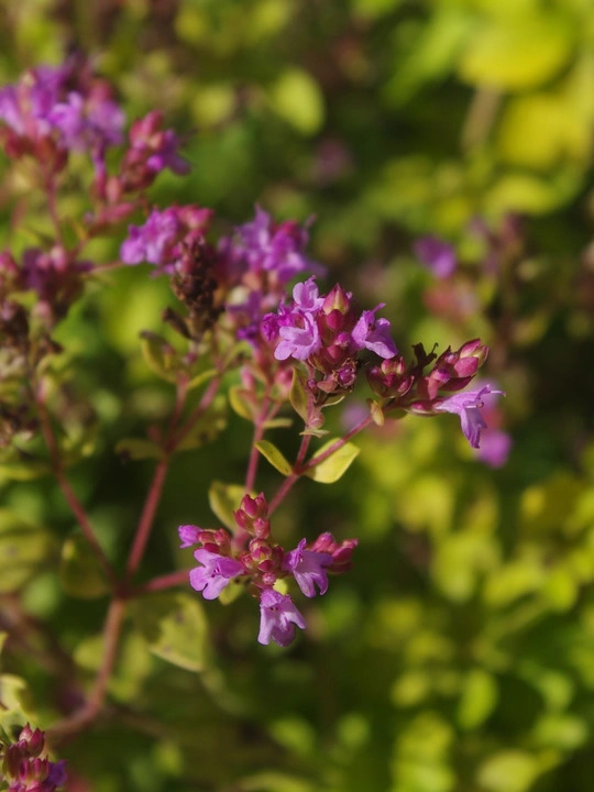 Origanum vulgare 'Pink Mist'