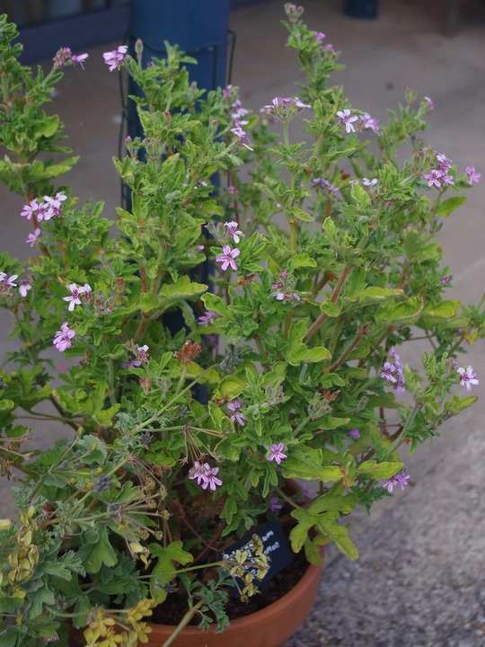 Pelargonium 'Rober's Lemon Rose'