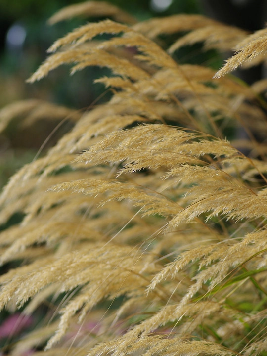 Stipa calamagrostis