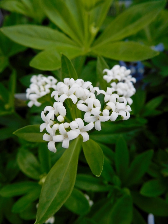 Galium odoratum