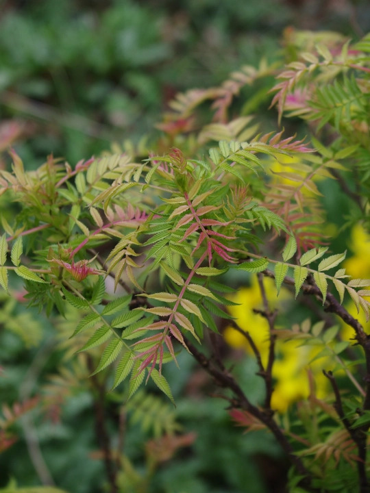 Sorbaria sorbifolia 'Sem'