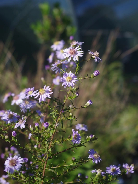 Symphyotrichum lateriflorum 'Dixter's Chloe'