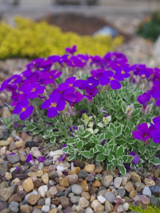 Aubrieta 'Silberrand'