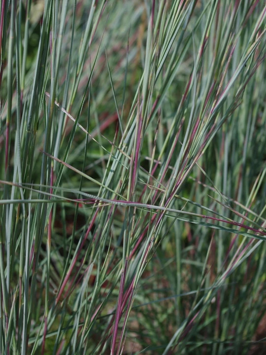 Schizachyrium scoparium