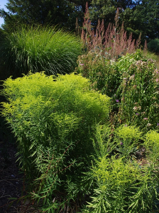 Solidago rugosa 'Loydser Crown'