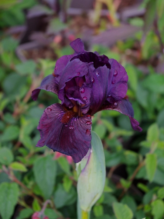 Iris 'Langport Wren'