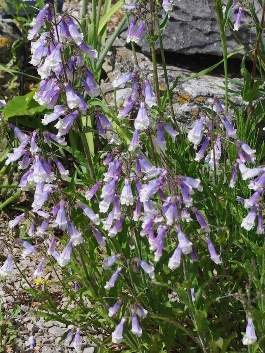 Penstemon hirsutus
