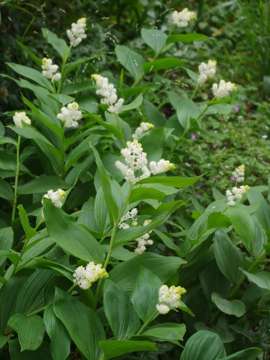 Maianthemum racemosum