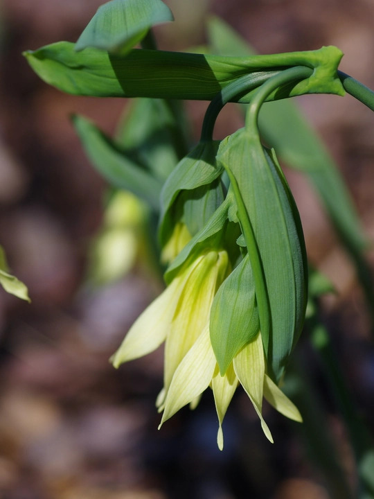 Uvularia grandiflora var. pallida