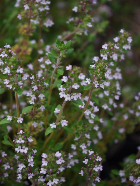 Herb - Thyme (Thymus vulgaris)