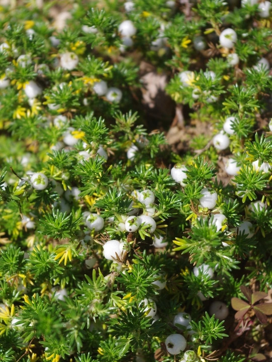 Margyricarpus pinnatus