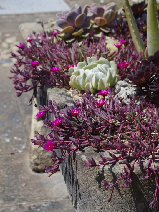 Delosperma Desert Dancers 'Purple'