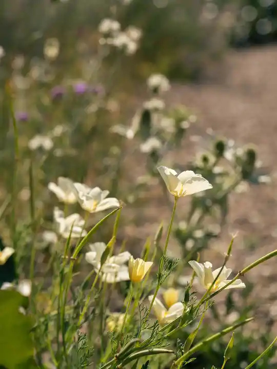 Eschscholzia californica pale cream form