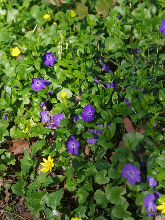 Vinca minor 'Bowles's Variety'