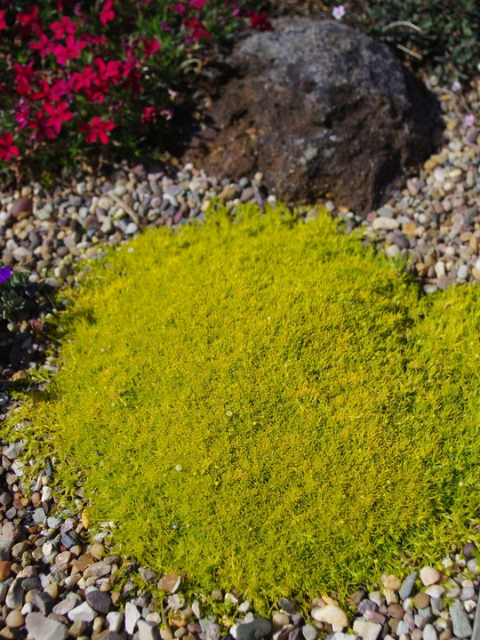 Sagina subulata var. glabrata 'Aurea'