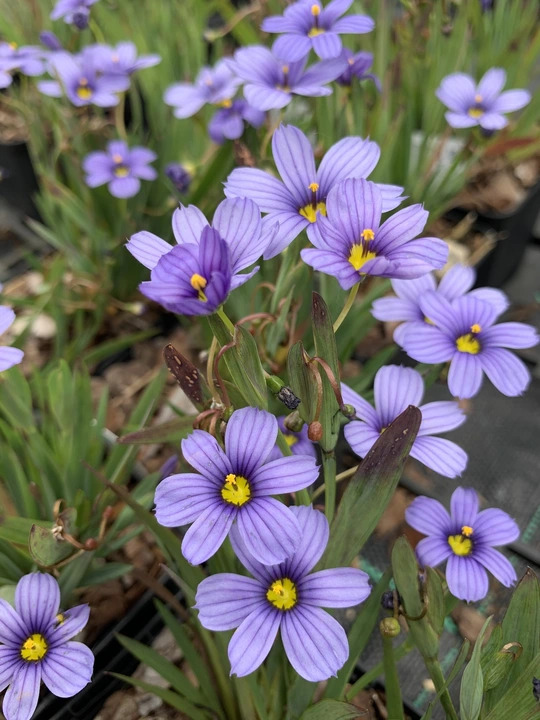 Sisyrinchium 'Californian Skies'