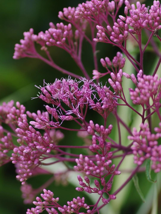 Eutrochium maculatum (Atropurpureum Group) 'Riesenschirm'