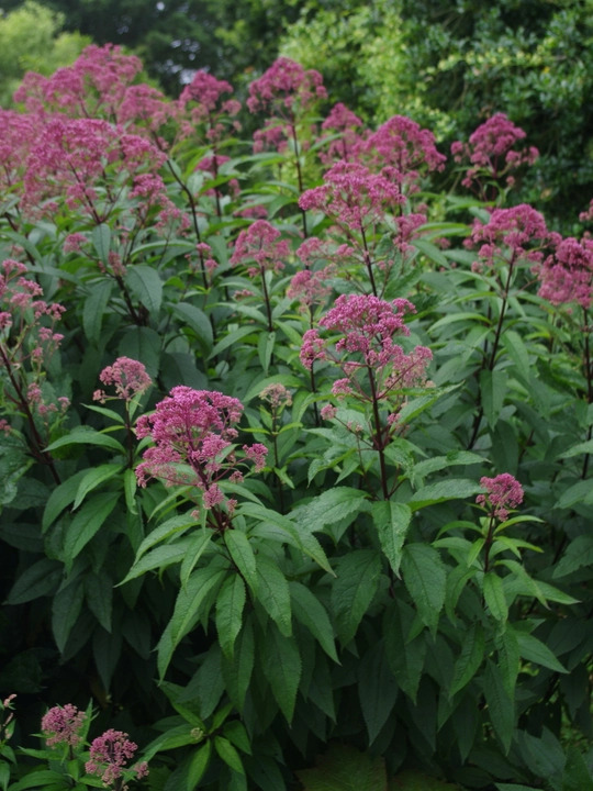 Eutrochium maculatum (Atropurpureum Group) 'Riesenschirm'