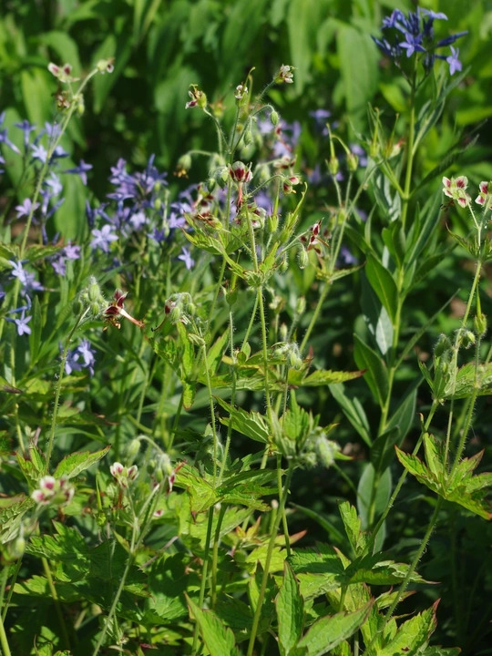 Geranium shensianum 1L (syn. refractum)