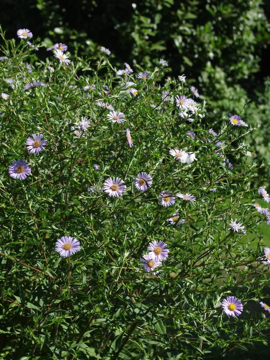 Symphyotrichum puniceum