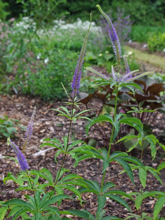 Veronicastrum sibiricum