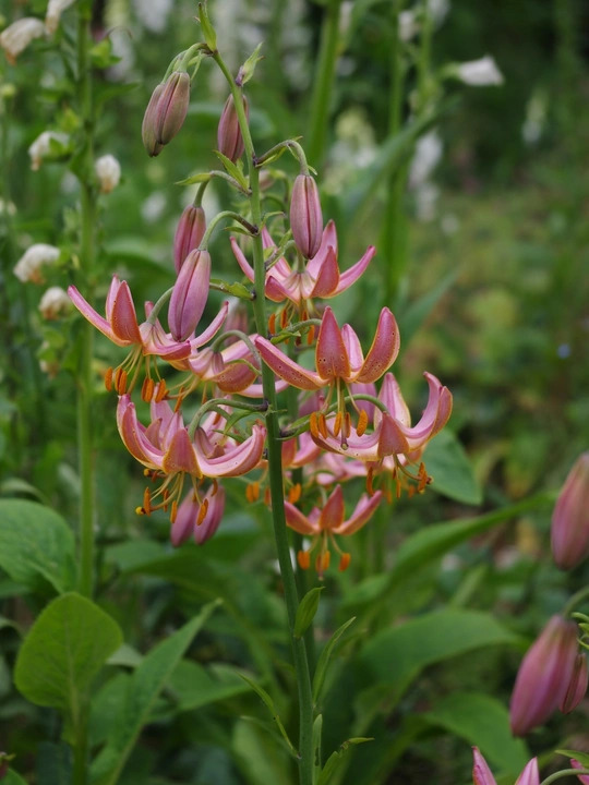 Lilium martagon