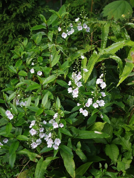 Veronica catarractae 'Avalanche'