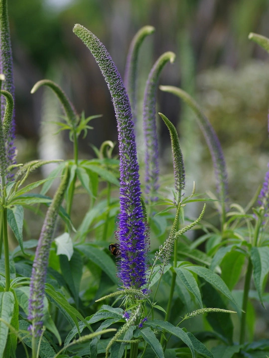 Veronicastrum sibiricum f. glabratum