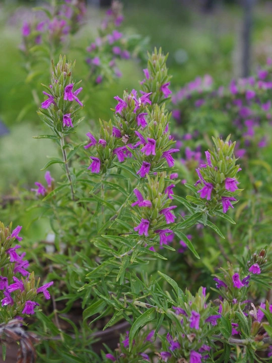 Thymbra spicata