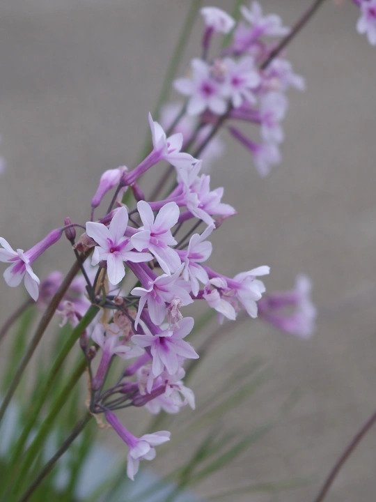 Tulbaghia 'Purple Eye'
