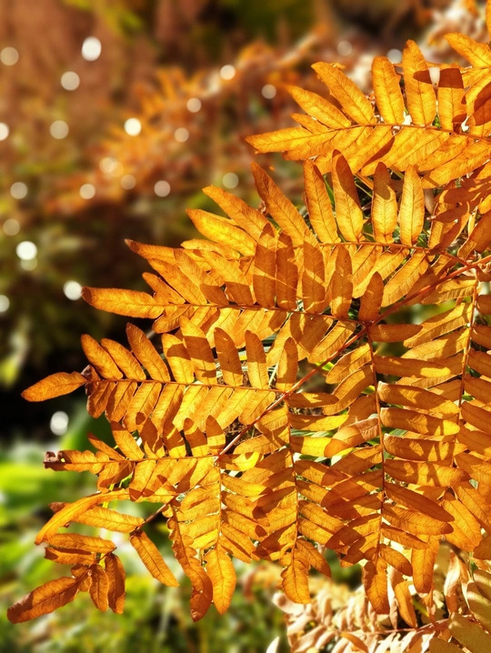 Osmunda regalis