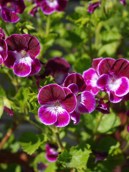 Pelargonium 'Black Knight'