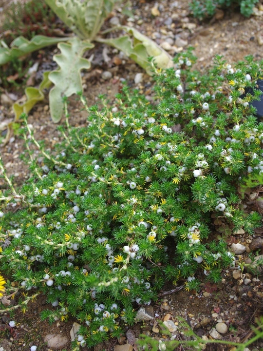Margyricarpus pinnatus