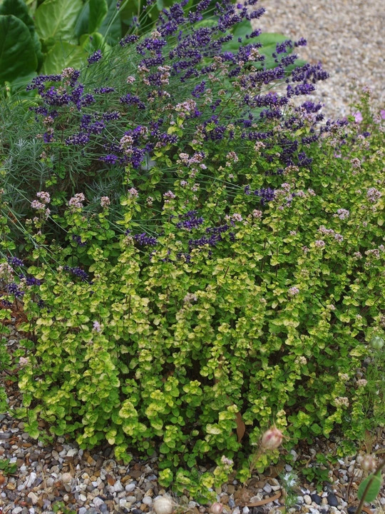 Origanum vulgare 'Aureum Crispum'