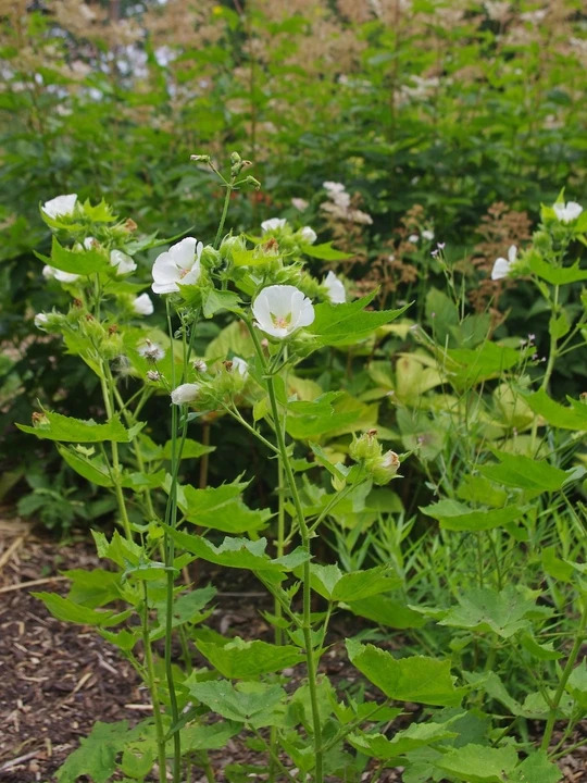 Kitaibela vitifolia