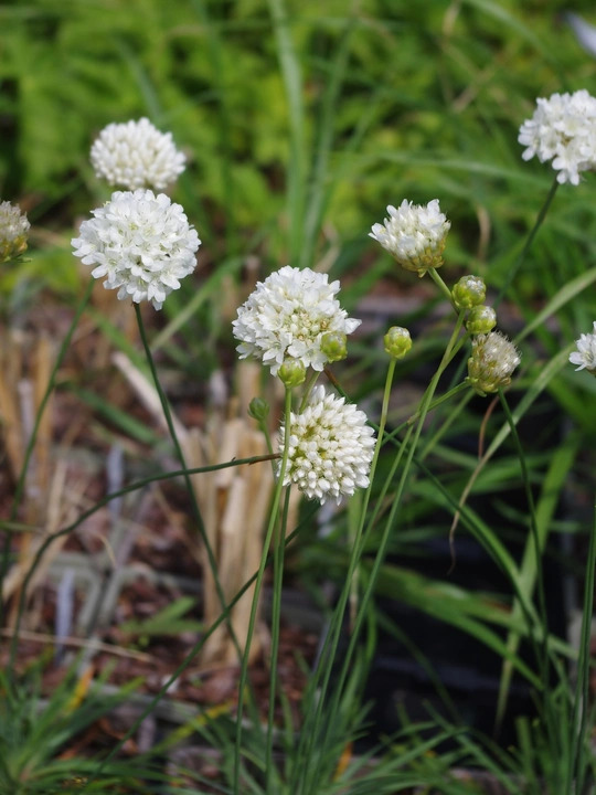 Armeria sancta
