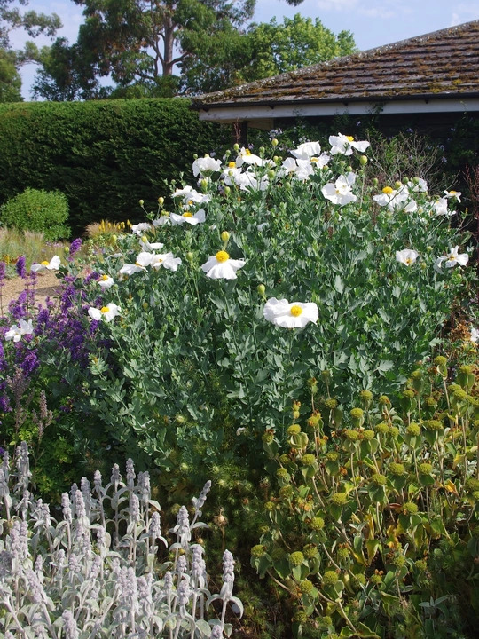 Romneya coulteri