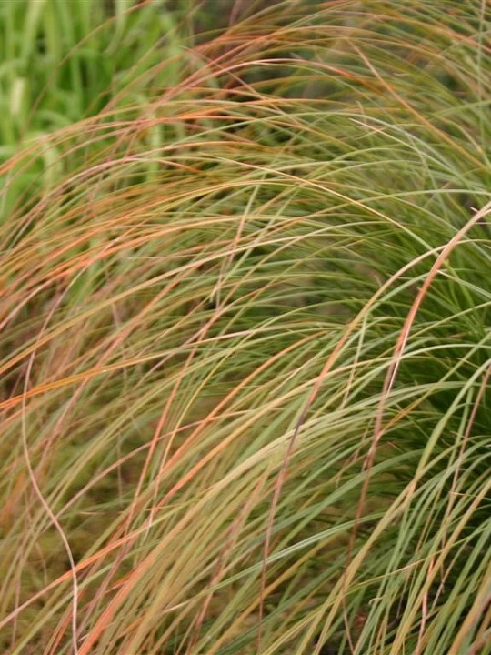 Carex testacea