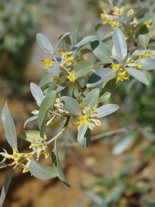 Elaeagnus 'Quicksilver'