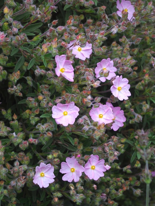Cistus x skanbergii