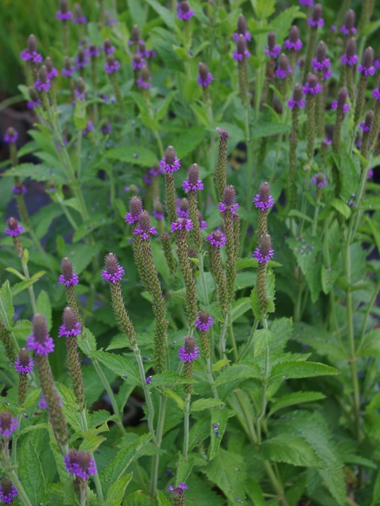 Verbena macdougalii