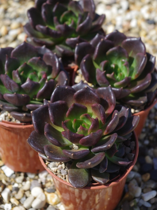 Echeveria 'Black Knight'