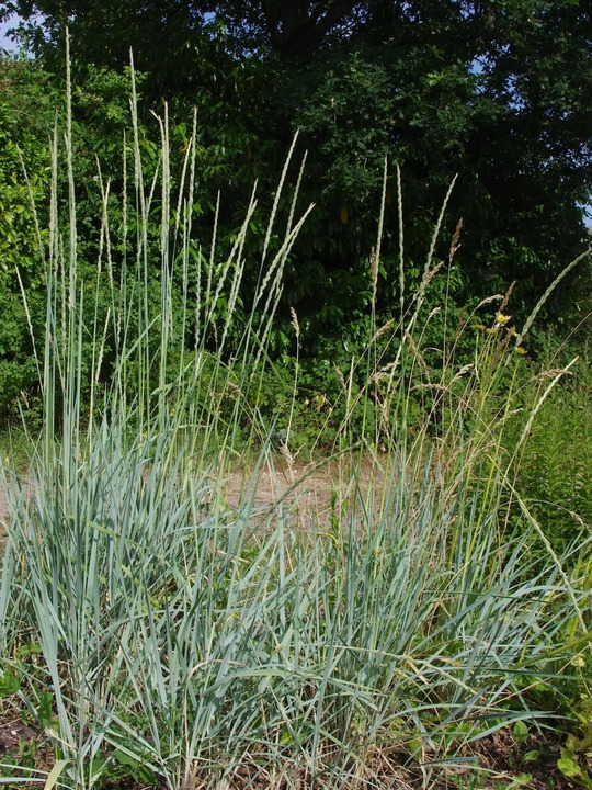 Leymus arenarius