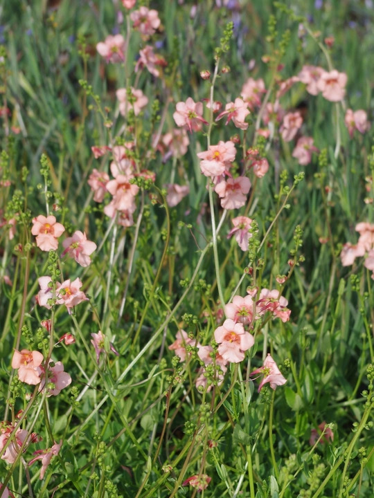Diascia barbarae 'Blackthorn Apricot'