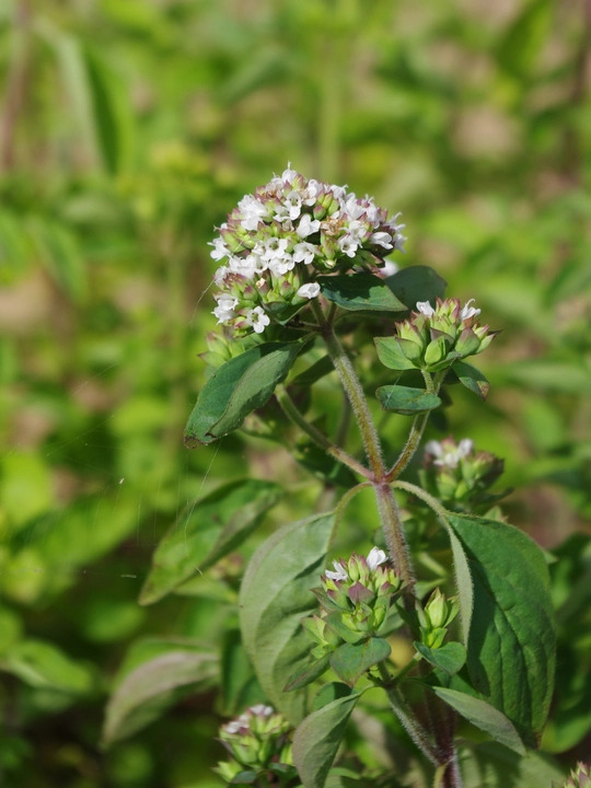 Origanum laevigatum ex Chatto White Herrenhausen