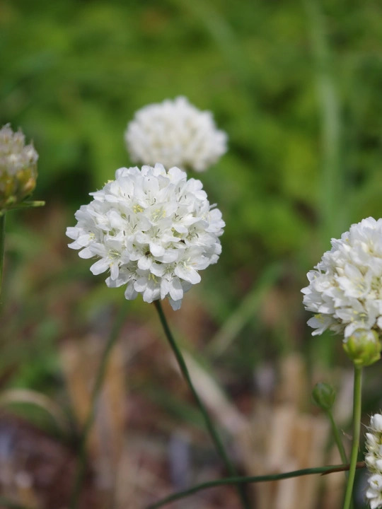 Armeria sancta