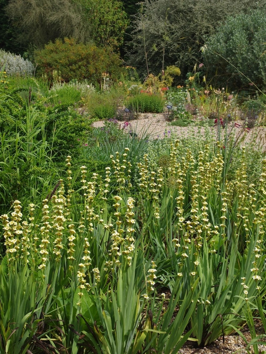 Sisyrinchium striatum